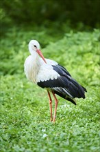White stork (Ciconia ciconia) standing on a meadow, Bavaria, Germany, Europe