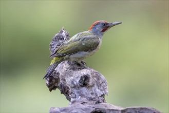 Iberian green woodpecker (Picus viridis sharpei) (Picus sharpei), male, province of Castile-Leon,