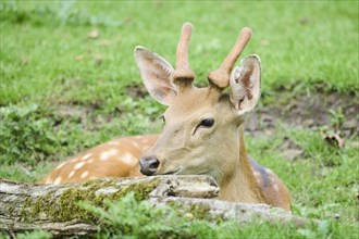 Sika deer (Cervus nippon) stag lying on a meadow, Bavaria, Germany, Europe