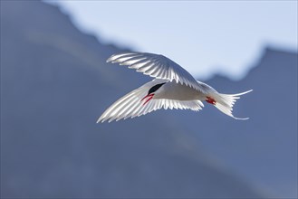 Arctic tern (Sterna paradisaea), in flight from the side, Iceland, Europe