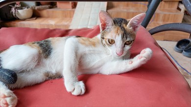 A calico cat lying relaxed on a red cushion