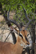 Black-nosed impala (Aepyceros petersi), antelope, ungulate, in Etosha National Park, savannah,