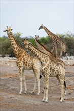 Angolan giraffe (Giraffa giraffa angolensis) giraffe, herd, group, several, walking, Etosha