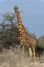 Angolan giraffe (Giraffa giraffa angolensis) in Etosha National Park, giraffe, single, lateral,