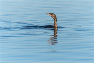 Pygmy Cormorant (Microcarbo pygmaeus) swimming in the water in search of food. Bas-Rhin, Alsace,