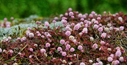 A carpet of small pink flowers and leaves covers the ground, knotweed (Polygonum capitatum),