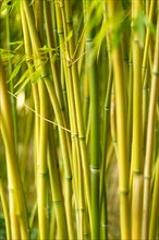 Bamboo (Bambusoideae), dense bamboo undergrowth with many green stems, garden, Paris region,