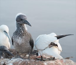 Three northern gannet (Morus bassanus) on a rock, juvenile in dark juvenile plumage and remaining