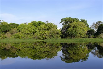 Trees reflecting in an Amazon tributary, Amazonas state, Brazil, South America