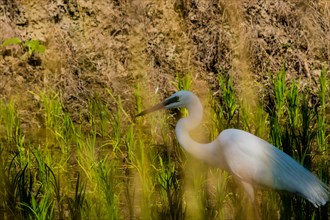 Closeup of adult snowy white egret hunting for food in a rice paddy on a sunny morning in South