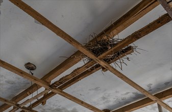 Bird nest between wooden ceiling joists in abandoned building