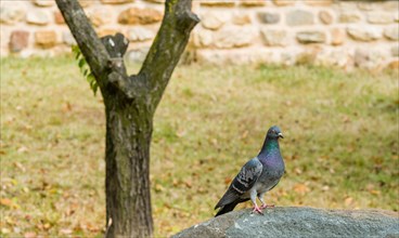 Closeup of a rock pigeon standing on a boulder with a stone wall blurred in background