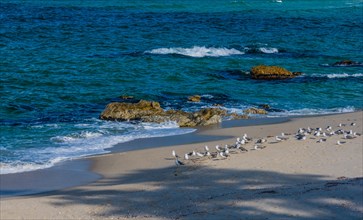 Flock of seagulls on shady sandy beach near beautiful blue ocean water