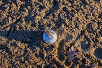 Golf Ball in Sand Trap on Golf Course and a Leaf in a Sunny Day in Switzerland