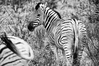 Plains zebra (Equus quagga), wild, free living, safari, ungulate, animal, black and white,