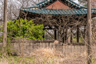Old oriental style covered pavilion surrounded by a concrete wall in an overgrown woodland area in