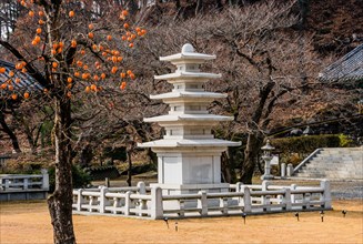 Five story pagoda in concrete enclosure in front of barren tree with persimmons hanging from