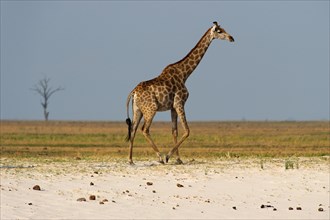Angolan giraffe (Giraffa angolensis), animal, ungulate, travel, destination, safari, steppe,