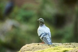 Feral pigeon (Columba livia domestica) sitting on a rock, Bavaria, Germany Europe