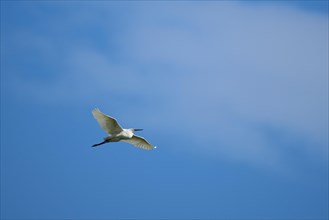Little egret (Egretta garzetta) flying in the sky, Parc Naturel Regional de Camargue, France,