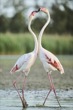 Greater Flamingo (Phoenicopterus roseus) arguing with each other, Parc Naturel Regional de