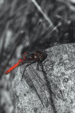 A red and black dragonfly sits on a grey stone in a black and white nature painting, Neandertal,