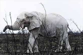 White African elephant (Loxodonta africana) in Etosha National Park, white from salt pan dust,