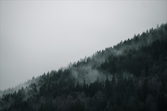 A serene misty forest on a mountain with fog weaving through the trees