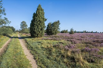 Path through heathland, flowering common heather (Calluna vulgaris) and birch (Betula), blue sky,