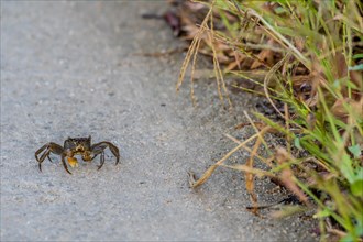 Closeup of crab walking on a paved road next to a grassy area as it watches the camera