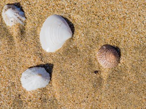 Collection of seashells laying in the sand on a beach