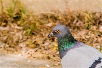 Extreme closeup of a pigeon with beautiful colors in a park looking for food