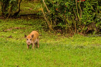 Brown domestic pig eating grass in a green meadow with trees in the background