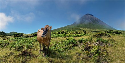 A cow in a meadow with the Pico volcano in the background, Highlands, Pico Island, Azores,