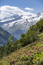 Alpine roses on the Berliner Hoehenweg, snow-covered high mountain peaks, Turnerkamp summit,