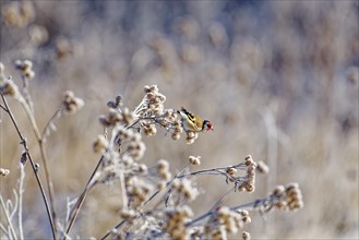 European goldfinch (Carduelis carduelis), goldfinch, in winter, on brown thistle grass with hoar