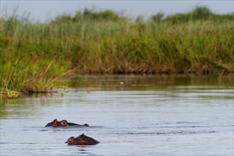 Hippopotamus (Hippopotamus amphibius), Hippopotamus, animal, danger, dangerous, wild, river, river