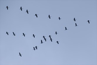 Cranes (Grus grus) flying in formation in the sky, Ruhr area, Westphalia, North Rhine-Westphalia,