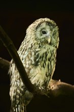 Ural owl (Strix uralensis), captive, Germany, Europe