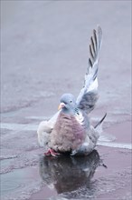 Feral pigeon (Columba livia domestica) on a street, Bavaria, Germany Europe
