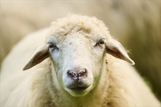Domestic sheep (Ovis aries) portrait, Bavaria, Germany, Europe