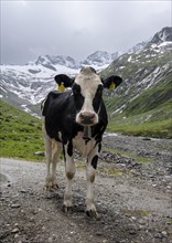 Black and white spotted cow on the alpine meadow, valley of the Schlegeisgrund, glaciated mountain