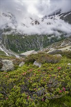 Cloudy mountain landscape with blooming alpine roses, view of rocky and glaciated mountains,