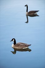 A pair of Canada geese on a smooth water surface, Lake Kemnader, Ruhr area, North Rhine-Westphalia,