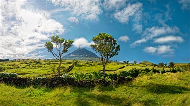 Two trees on green hills in front of the volcanic cone Pico and blue sky, Madalena, Pico, Azores,