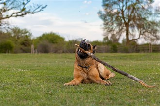 Cute german shepherd dog playing with a stick on the grass