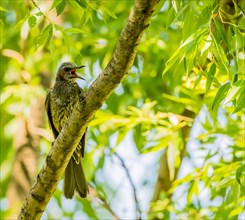 Brown-eared bulbul perched on a tree branch with green leaves blurred out in the background