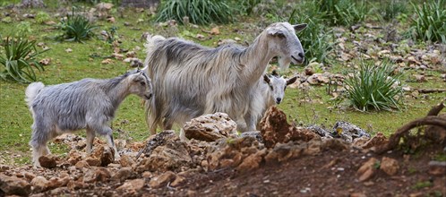 A goat family (caprae) with young on a rocky grassy area in nature, Aradena Gorge, Aradena, Sfakia,
