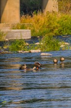 Five spot-billed ducks in shallow water in a flowing river near a bridge pylon with a green shrub