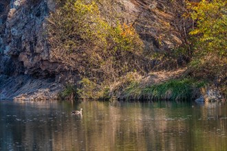 Single spot-billed duck swimming alone in peaceful river next to autumn colored trees on rocky